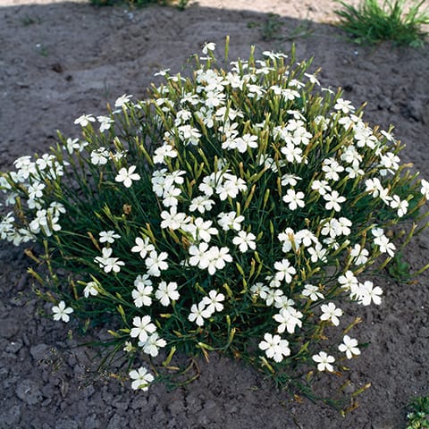 Dianthus deltoides Albus- (1588)